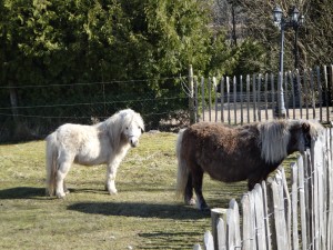 Två ponnyer i Maglö