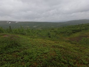 Grönt landskap vid Lillfjället